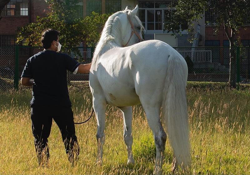 estudiante con caballo